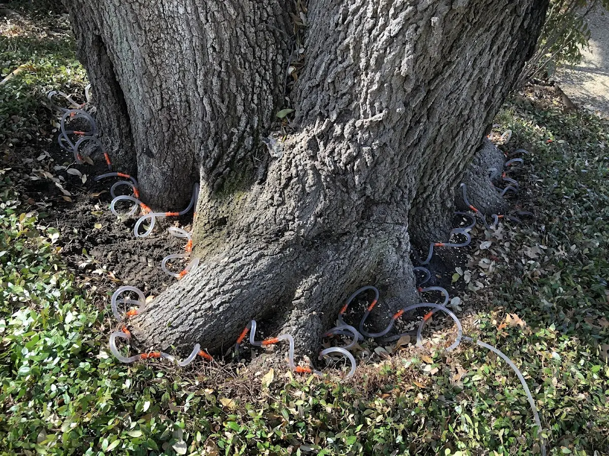 Detailed Tree Cabling and Bracing job site in Port Byron