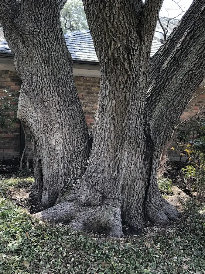 Mature heritage tree close to a Port Byron property cared for by certified arborists